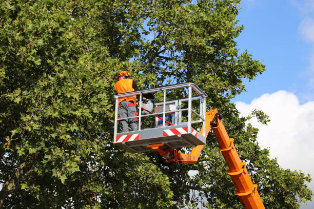 Best Storm Damage Tree Cleanup  in Long Beach, CA